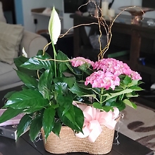 Hydrangea and Peace Lily Basket