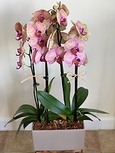 Live Double blooming Orchids